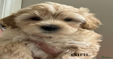 Maltipoo dogs - Advert 2