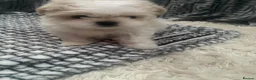 Shih Tzu dogs for sale: Tiny, Adorable Shih Tzu x Maltese Boy! in Leeds - Advert 7