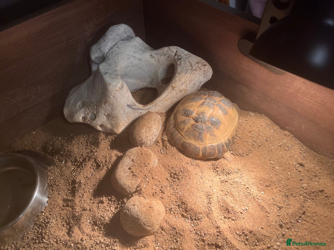 Tortoise reptiles for sale: Horsefield tortoise - Advert 5