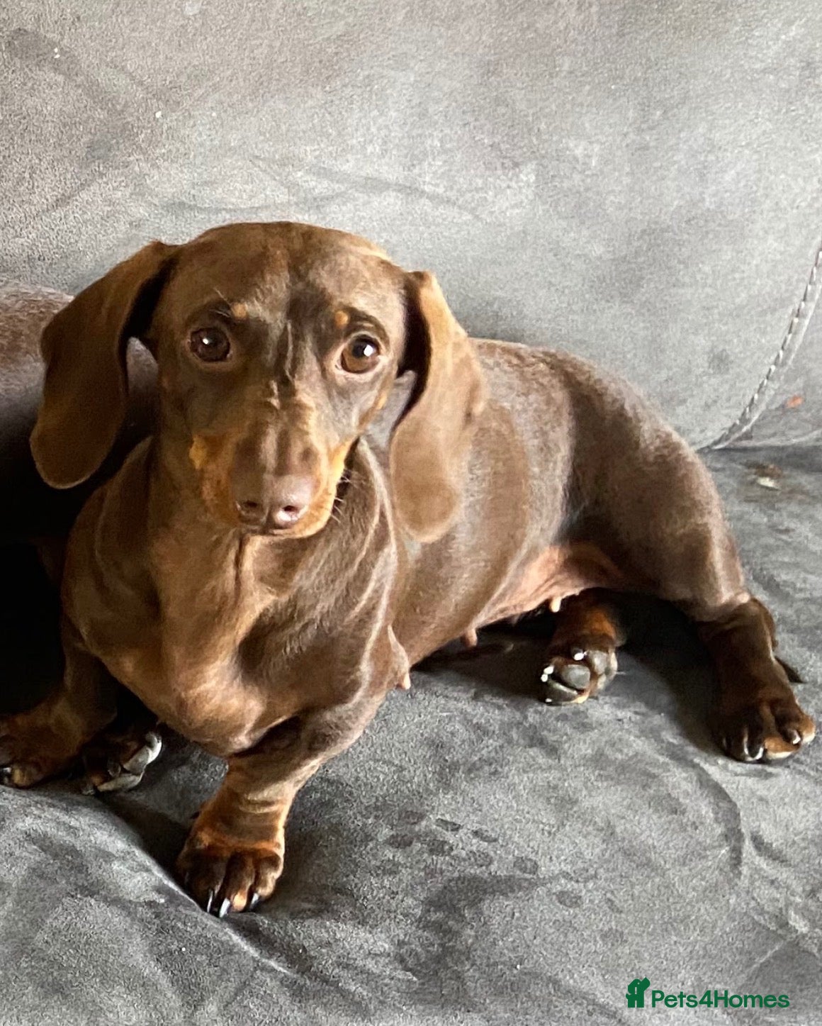 Miniature Dachshund dogs for sale: Beautiful little girl ready for her new forever 🏡 - Advert 2