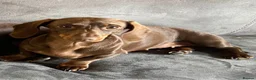 Miniature Dachshund dogs for sale: Beautiful little girl ready for her new forever 🏡 - Advert 2