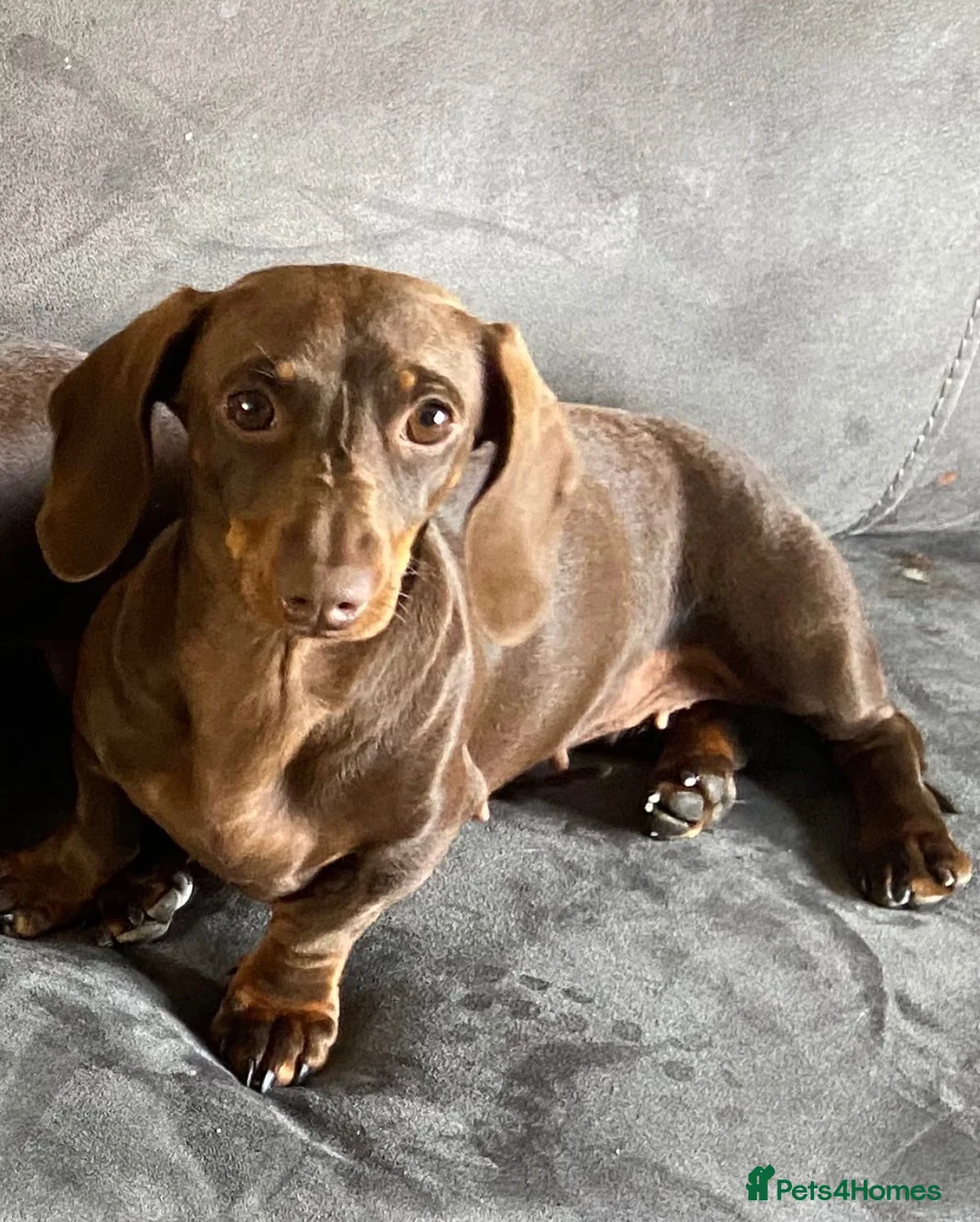 Miniature Dachshund dogs for sale: Beautiful little girl ready for her new forever 🏡 - Advert 2