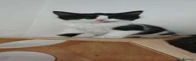 Mixed Breed Kitten 3