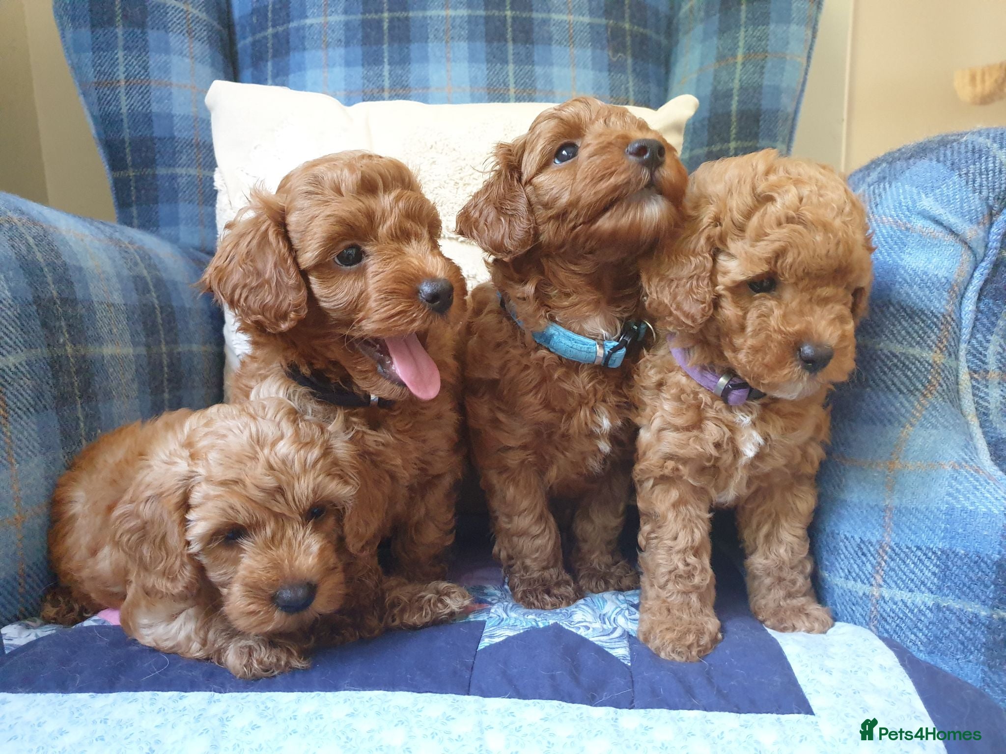 Mixed Breed dogs F1bb Cotonoodle, health tested parents red/apricot - Advert 1