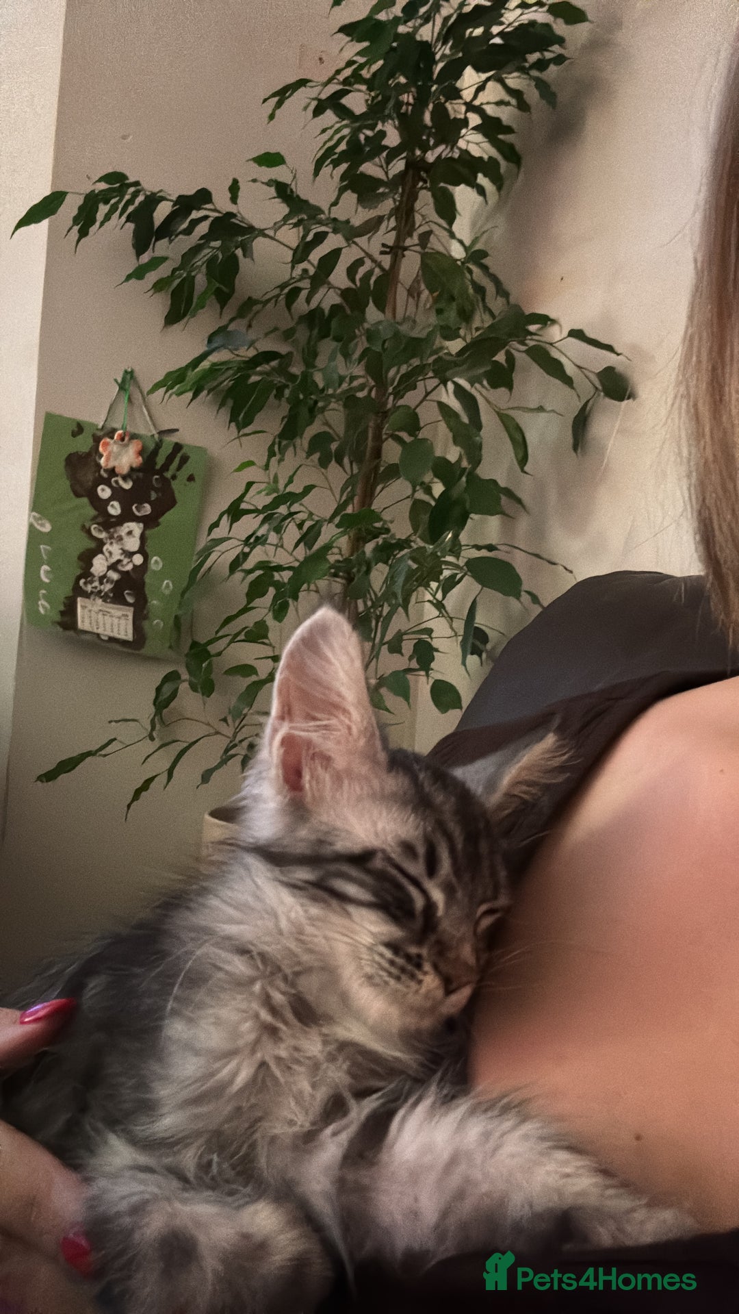 Maine Coon cats for sale: Female Mainecoon for sale PLEASE READ - Image 5