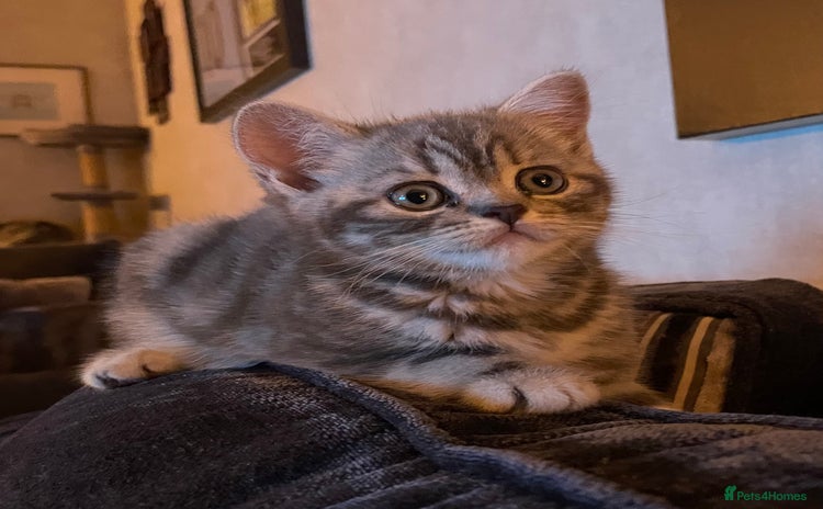British Shorthair cats - Advert 4