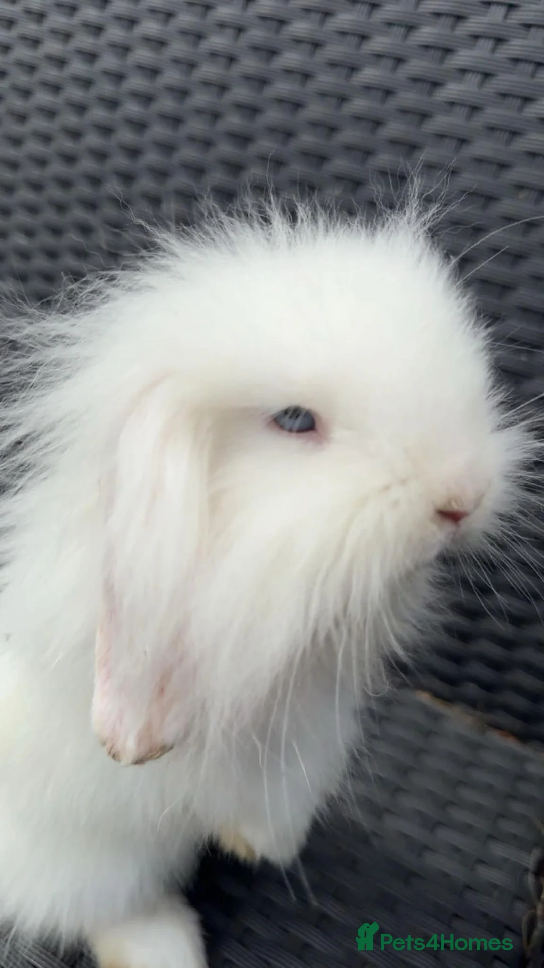 Mixed Breed rabbits for sale: Rabbit  in Derby - Advert 2
