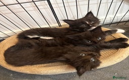 Maine Coon cats for sale:  Adorable Ragdoll x Maine Coon Kittens  - Image 1