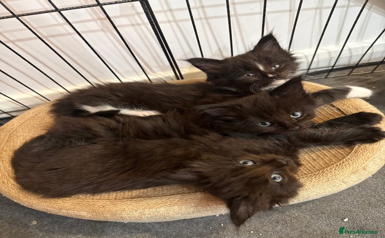Maine Coon cats - Advert 4