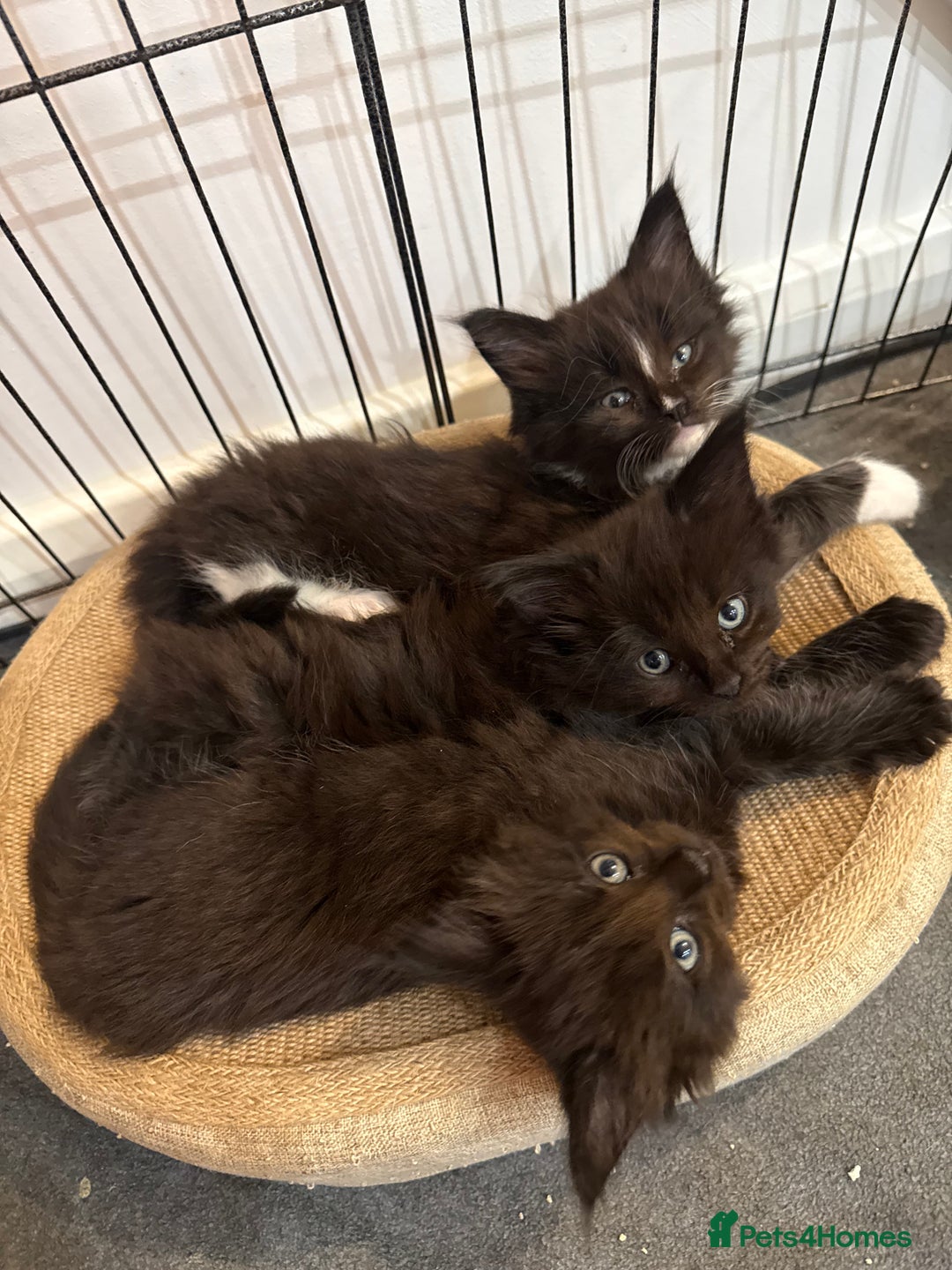 Maine Coon cats for sale:  Adorable Ragdoll x Maine Coon Kittens  - Image 1