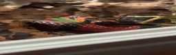 Milk Snake reptiles for sale: Honduran milk snake - Advert 4