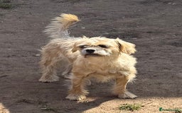 Mixed Breed dogs for sale: New Forever Home Needed For Chewie  - Image 2