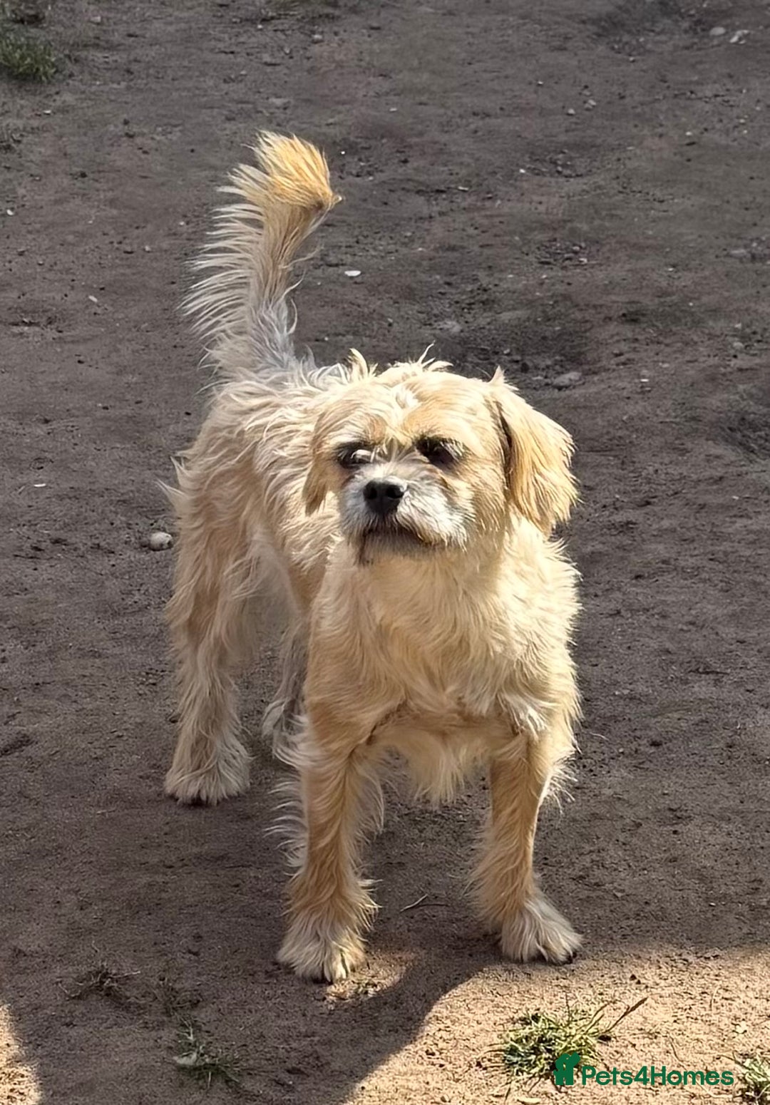 Mixed Breed dogs for sale: New Forever Home Needed For Chewie  - Image 2