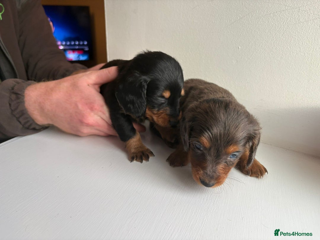 Miniature Dachshund dogs for sale: AWESOME MINIATURE PUPPIES - Advert 1