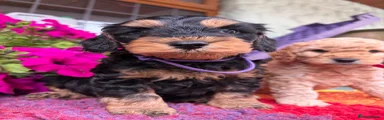 Cockapoo 1