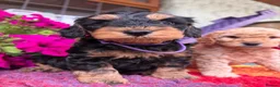 Cockapoo dogs for sale: F1b READY NOW. Health tested parents.  - Advert 32
