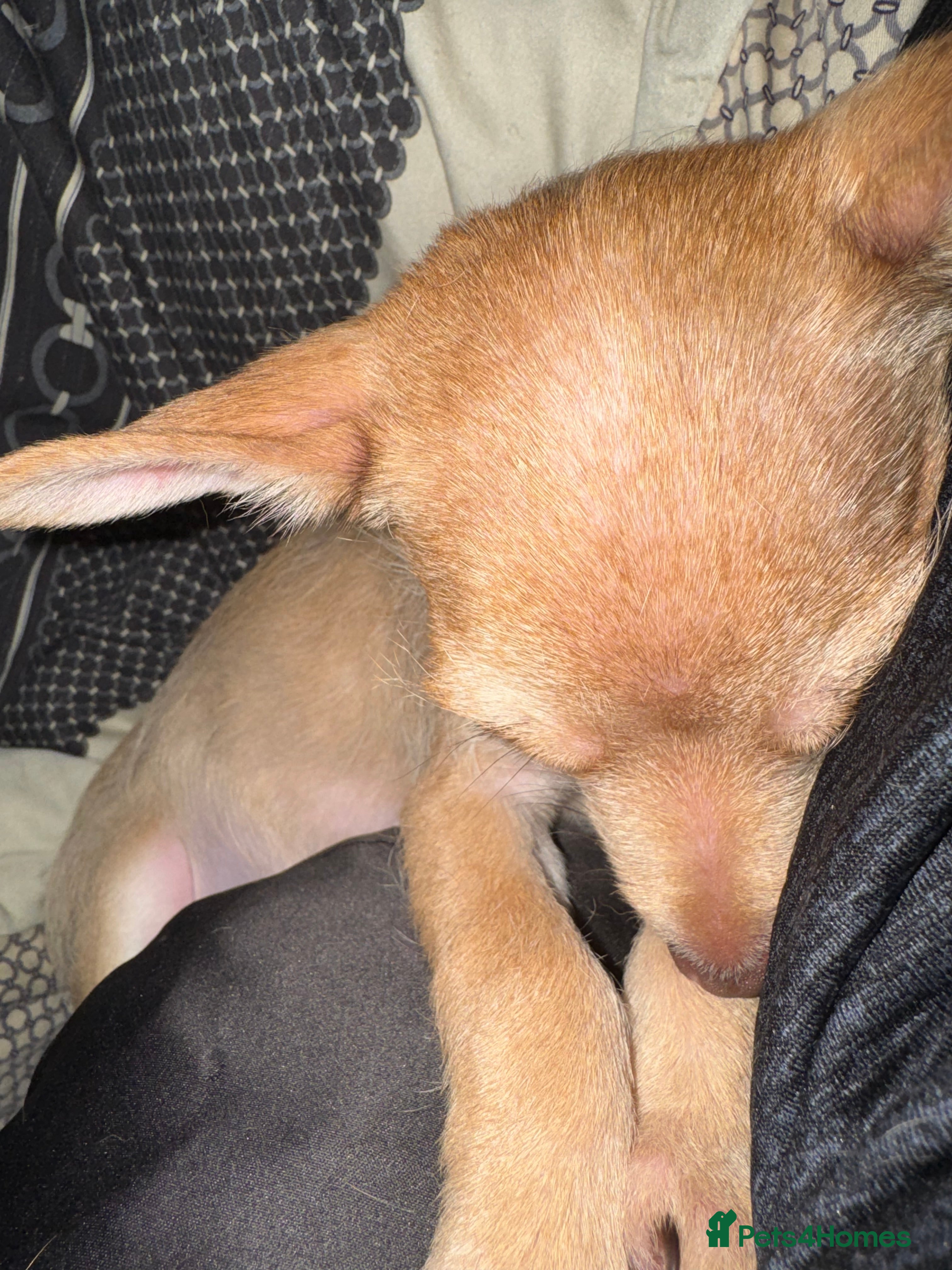 Mixed Breed dogs Male chihuahua+westie mixed breed. . Petite male. - Advert 2