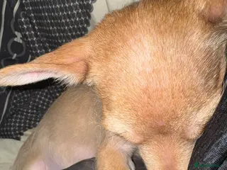 Mixed Breed dogs Male chihuahua+westie mixed breed. . Petite male. - Advert 2