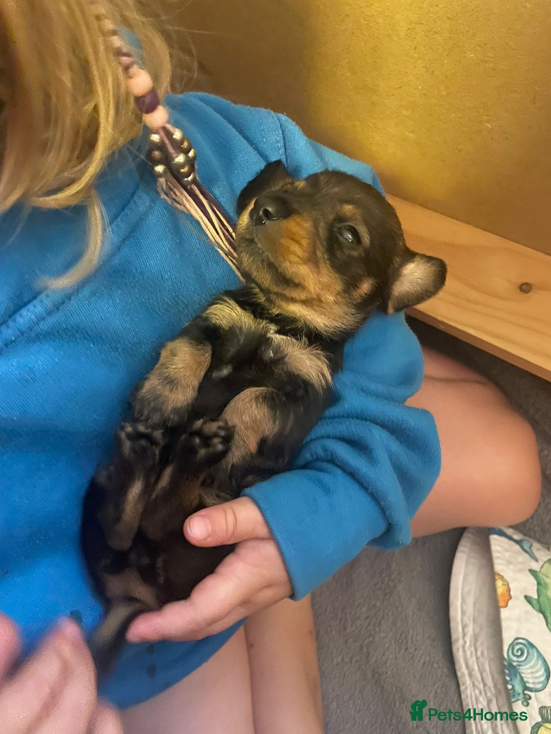 Dachshund dogs for sale: Adorable dachshund puppies - Image 8