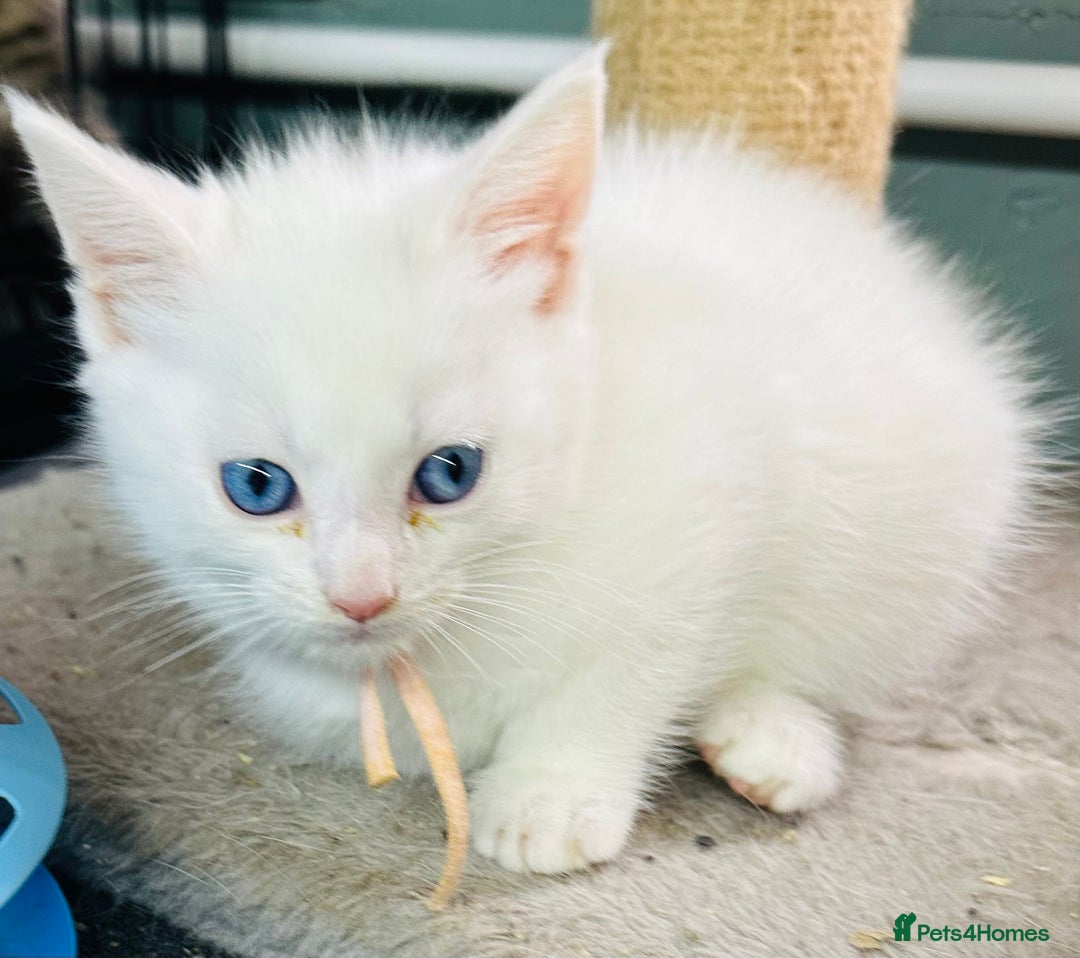 Turkish Angora cats for sale: Turkish angora ready now  - Advert 10