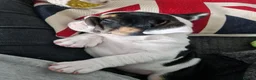 English Bulldog dogs for sale: for sale Bulldog puppy. - Advert 4