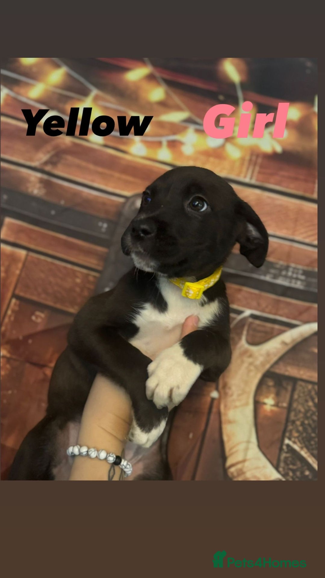 Mixed Breed dogs for sale: Mastiff collies  - Image 2