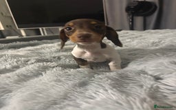 Miniature Dachshund dogs for sale: Four beautiful miniature dachshund girls - Advert 3