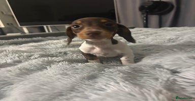 Miniature Dachshund dogs Four beautiful miniature dachshund girls - Advert 2