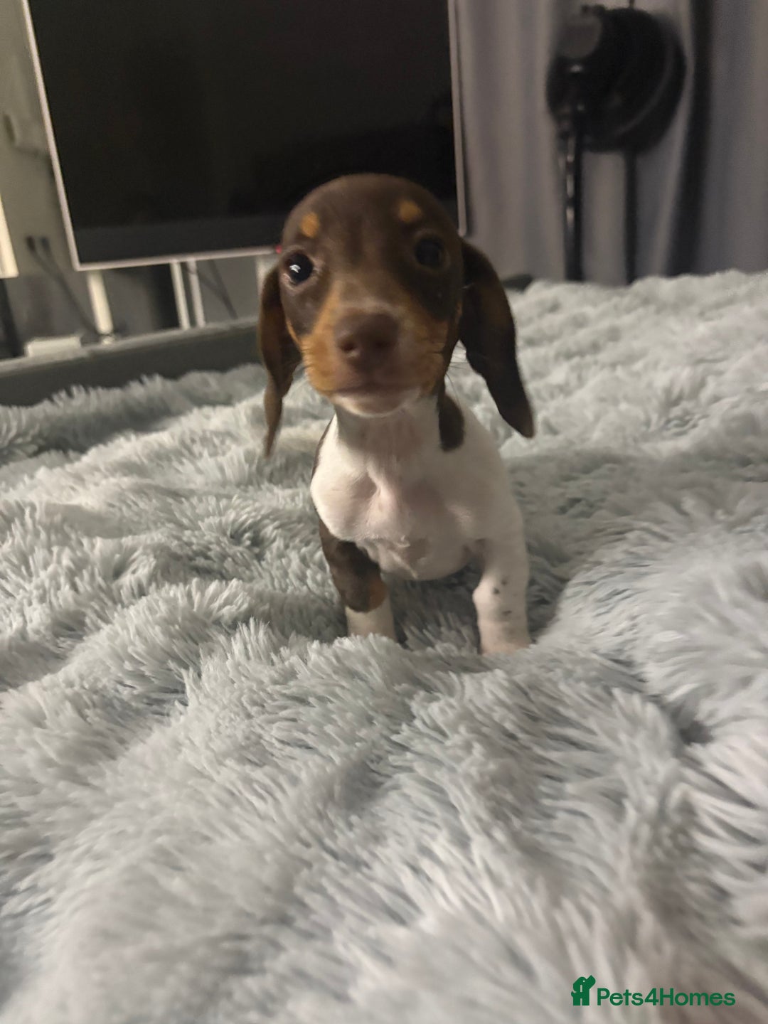 Miniature Dachshund dogs for sale: Four beautiful miniature dachshund girls - Advert 3