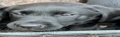 Labrador Retriever 4