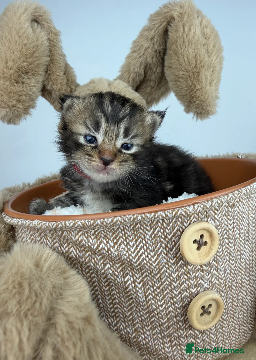 Ragcoon cats for sale: 🤍 RAGDOLL X MC KITTENS | HEALTH-TESTED PARENTS - Advert 4