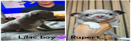 Chihuahua dogs for sale: Rare, 5 full pedigree KC pups ready to reserve❤️  - Advert 11