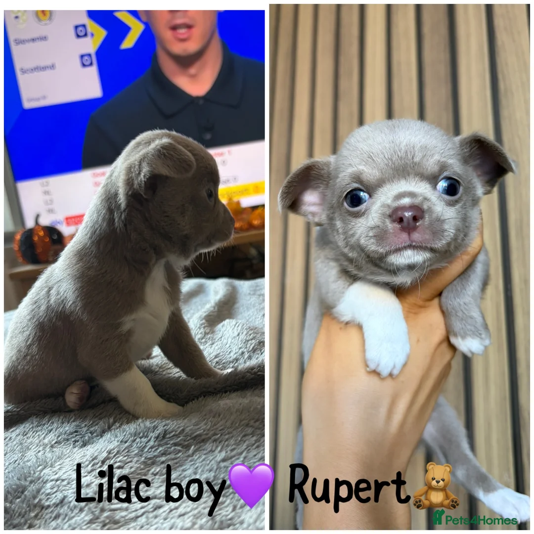 Chihuahua dogs for sale: Rare, 5 full pedigree KC pups ready to reserve❤️  - Advert 11