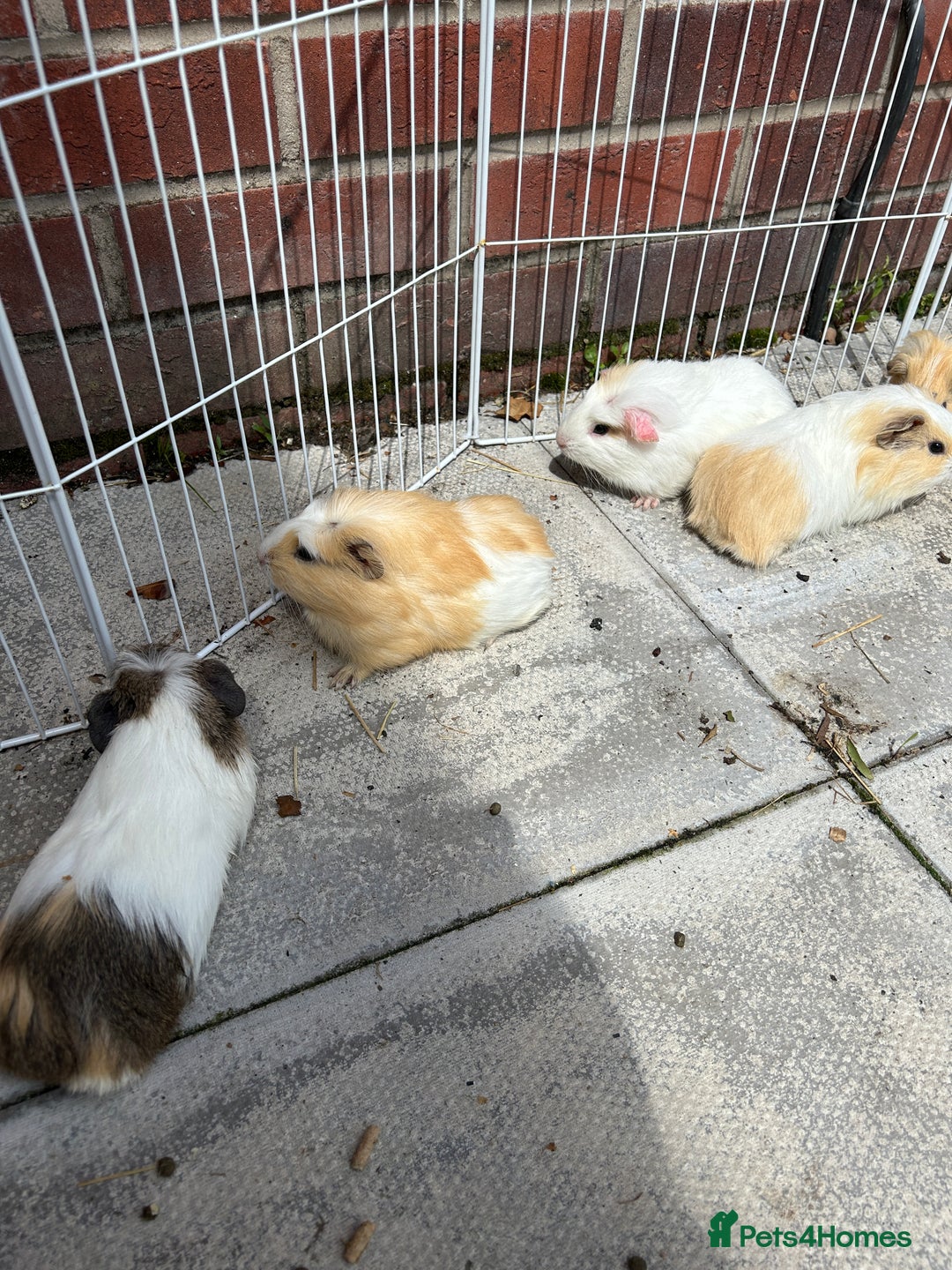 Guinea Pig rodents for sale: Guinea pigs for sale - Image 11