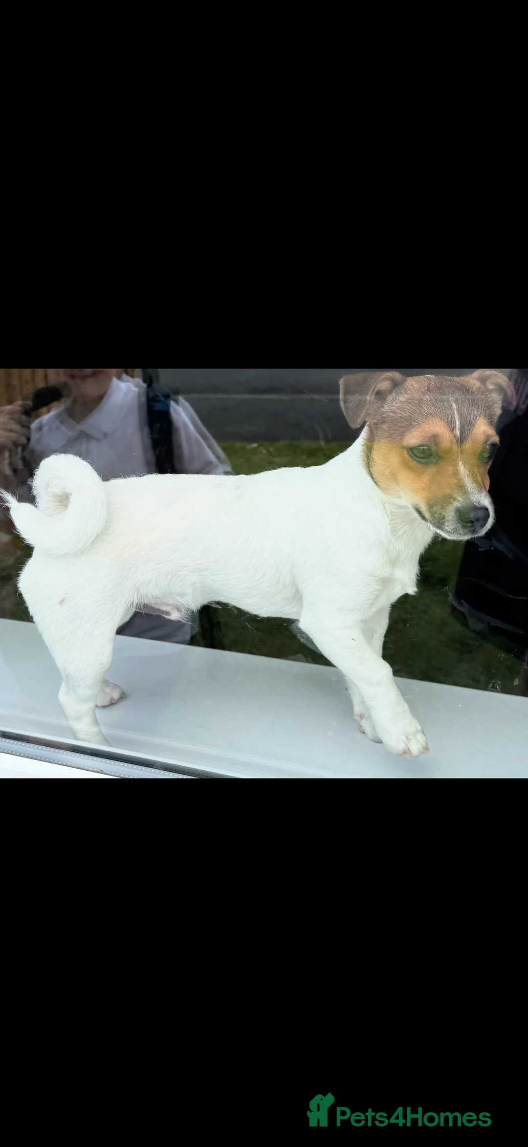 Jack Russell dogs for stud: Jack Russell stud  - Advert 3