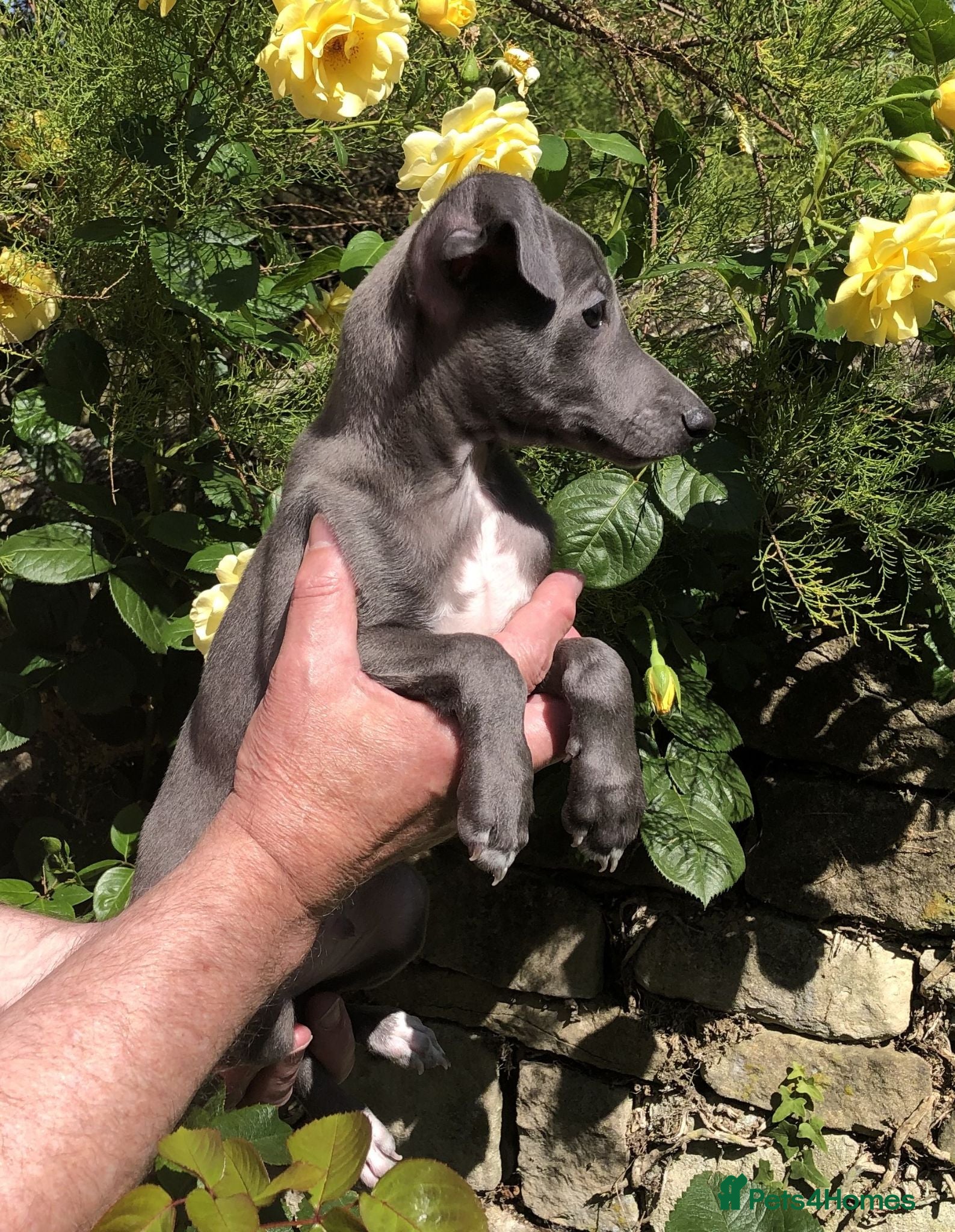 Italian Greyhound dogs KC registered Italian Greyhounds - Advert 3
