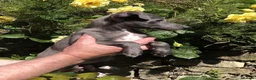 Italian Greyhound dogs for sale: KC registered Italian Greyhounds - Advert 1