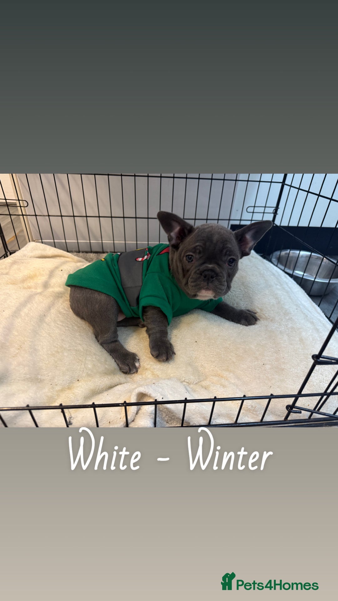 French Bulldog dogs for sale: 5 female French Bulldog –9 weeks old💙 🐾 - Advert 14