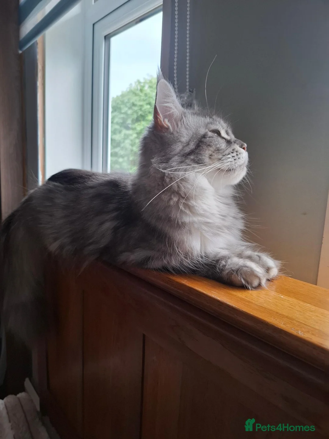 Maine Coon cats for sale: Ready now! TICA Maine coon girls - Advert 2