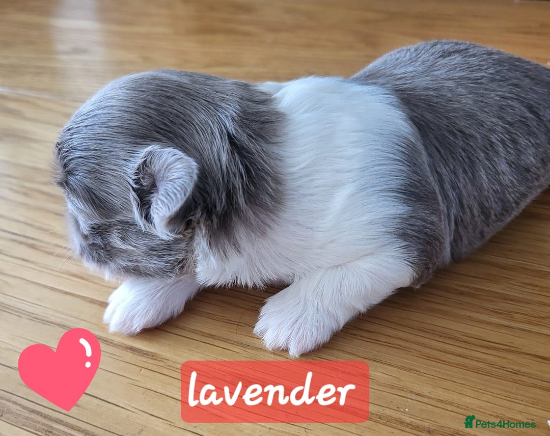 Shih Tzu dogs for sale: KC IMPERIAL SHISH TZU - Image 2