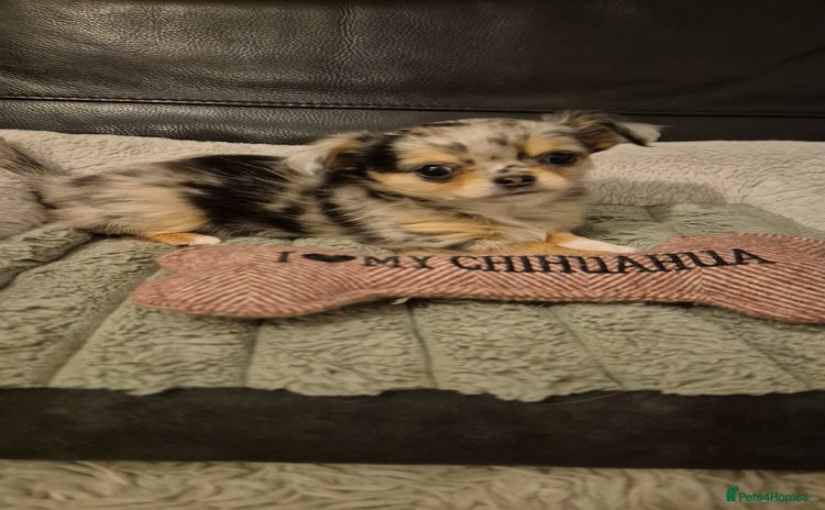 Chihuahua dogs - Advert 1