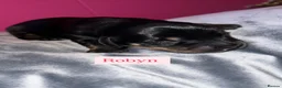 Dachshund dogs for sale: Dachshund Puppys - Advert 7