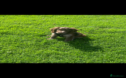 Sprocker dogs for sale: Male Sprocker  - Image 1