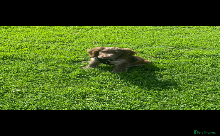 Sprocker dogs - Advert 2