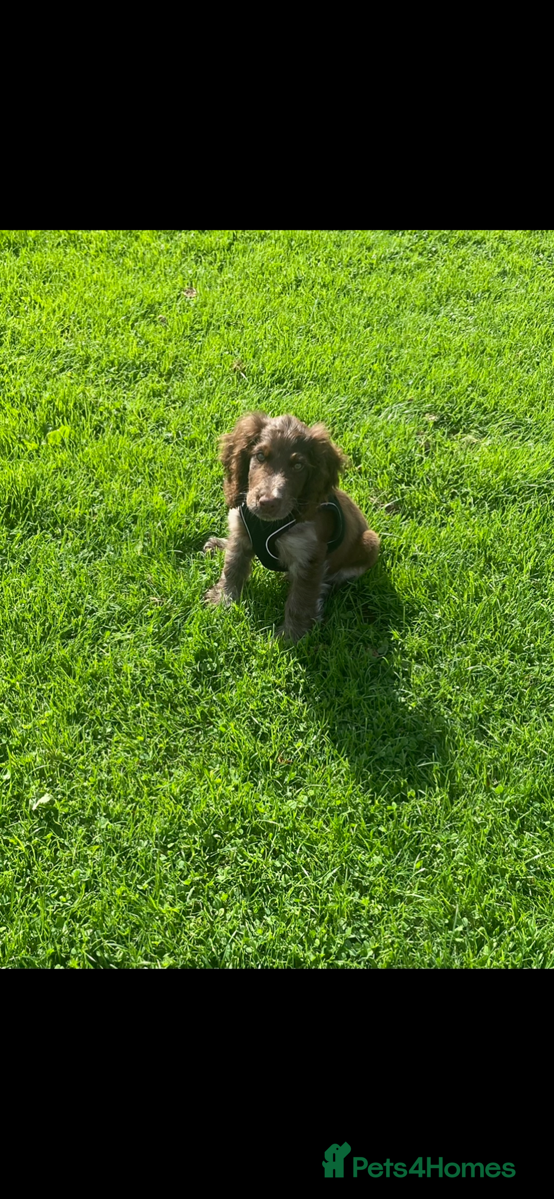 Sprocker dogs for sale: Male Sprocker  - Image 1