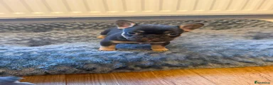French Bulldog 1