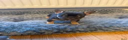 French Bulldog dogs for sale: 3 beautiful female French bulldog puppies.  - Advert 9