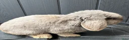 Mini Lop rabbits for sale: Lilac mini lop buck  - Advert 4