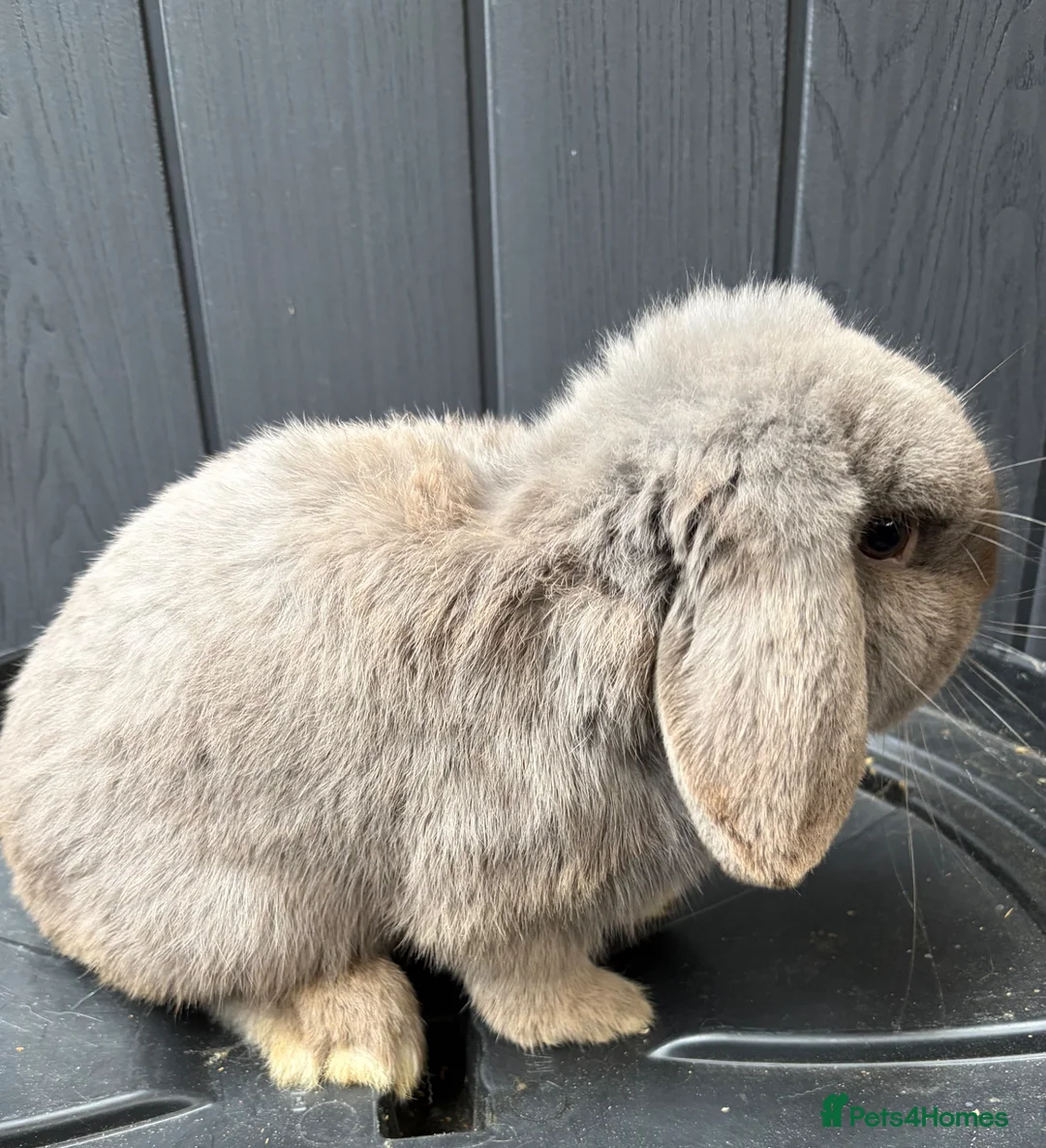 Mini Lop rabbits for sale: Lilac mini lop buck  - Advert 4