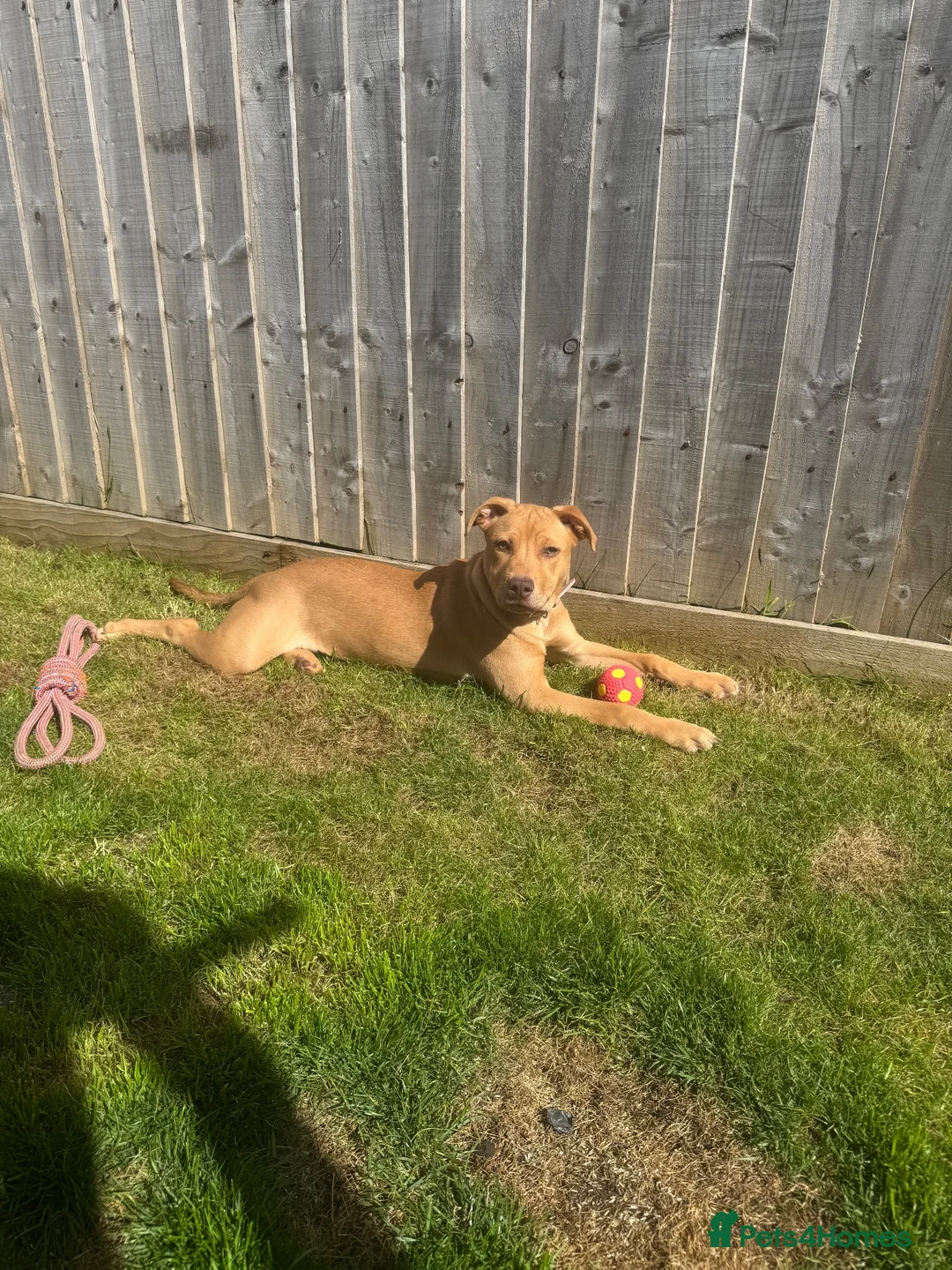 Mixed Breed dogs for sale: Staffy x lab 7 months  in Neath - Advert 5